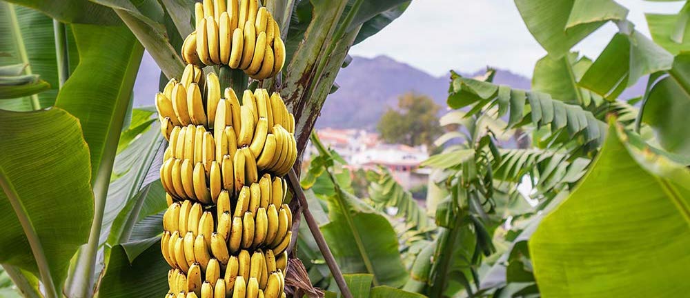 Cultivo de banano