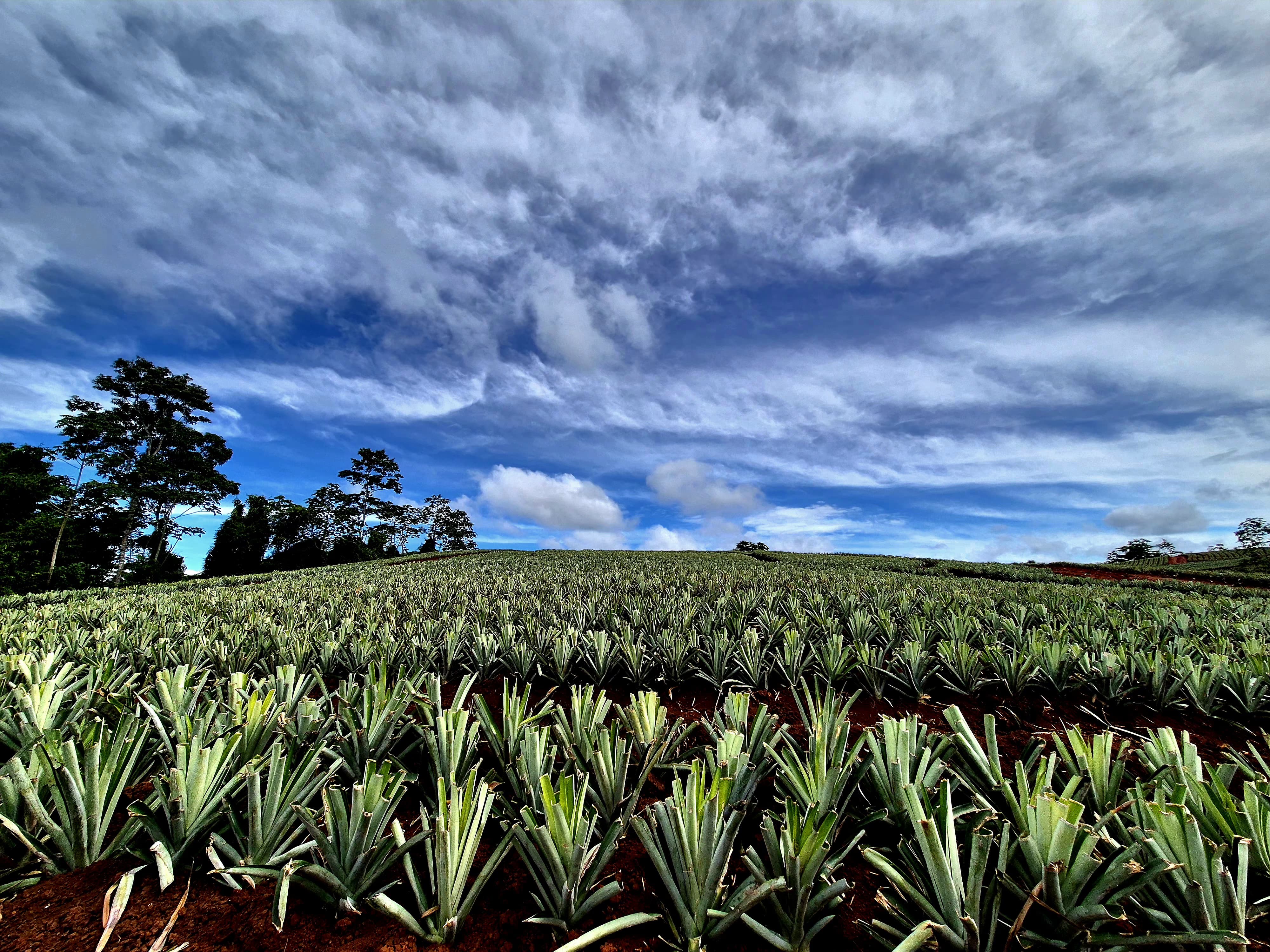 Cultivo de piña